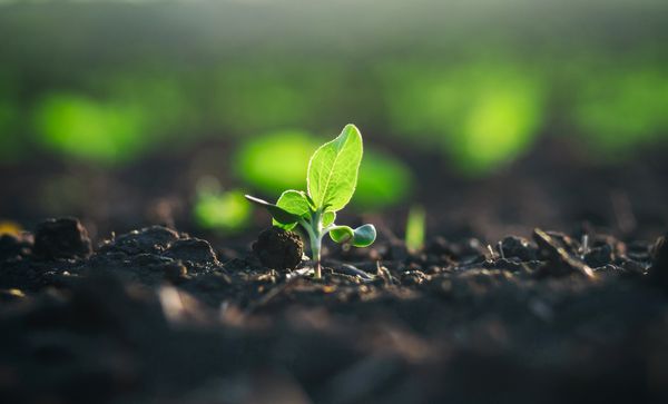 Regenerative-Farming-Chicago-IL