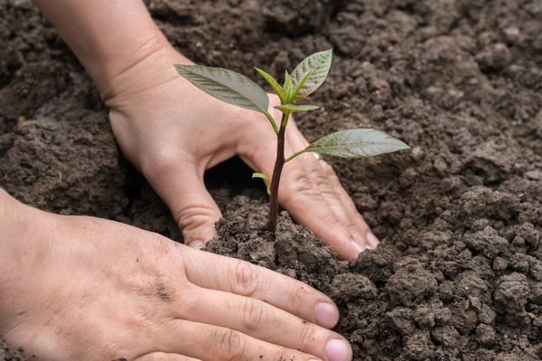 Soil-Conditioner-Chandler-AZ