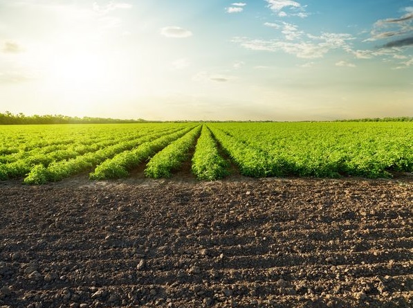 Soil-Health-San-Francisco-CA