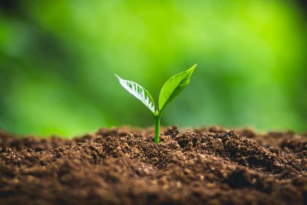 Soil-Structure-Pleasanton-CA