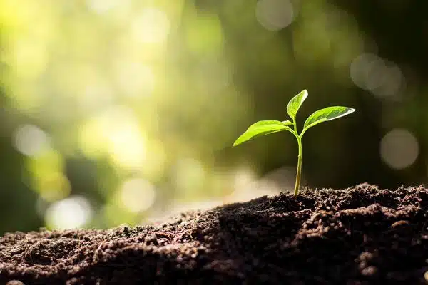 Fall-Soil-Health-Pleasanton-CA