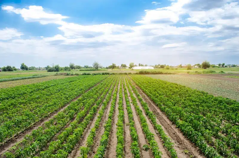 Agriculture-Carbon-Capture.jpg