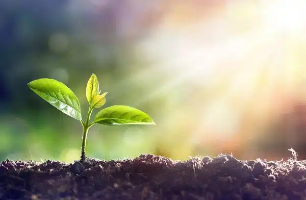 Gypsum-and-Soil-Health-Fresno-CA