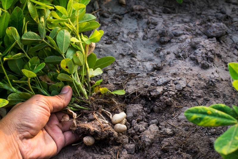 Grow-Peanuts-with-Gypsum-Baton-Rouge-LA