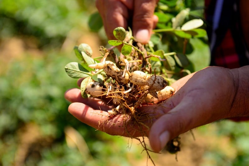 Grow-Peanuts-with-Gypsum-Savannah-GA