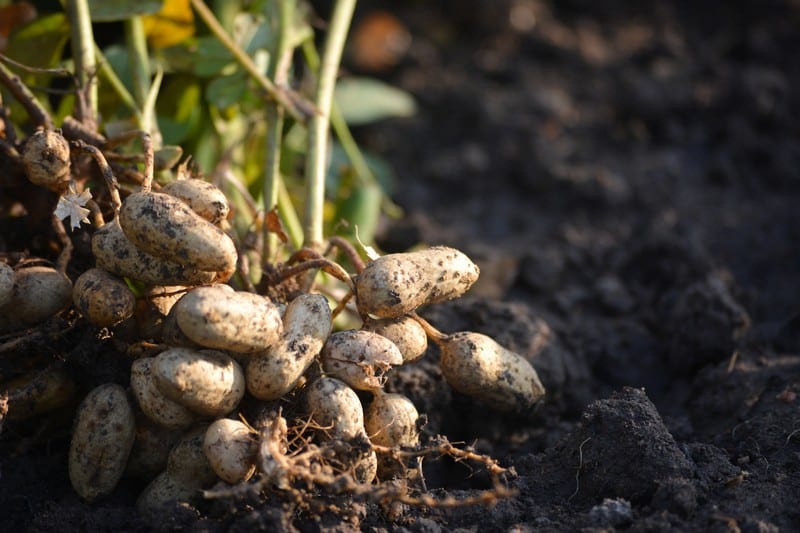 Grow-Peanuts-with-Gypsum-Tallahassee-FL