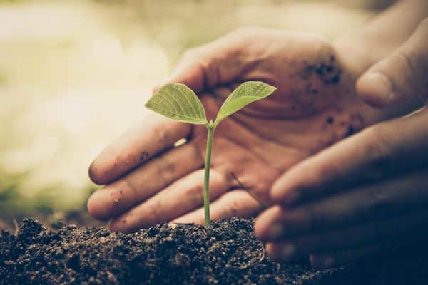 Gypsum-and-Organic-Farming-New-Orleans-LA