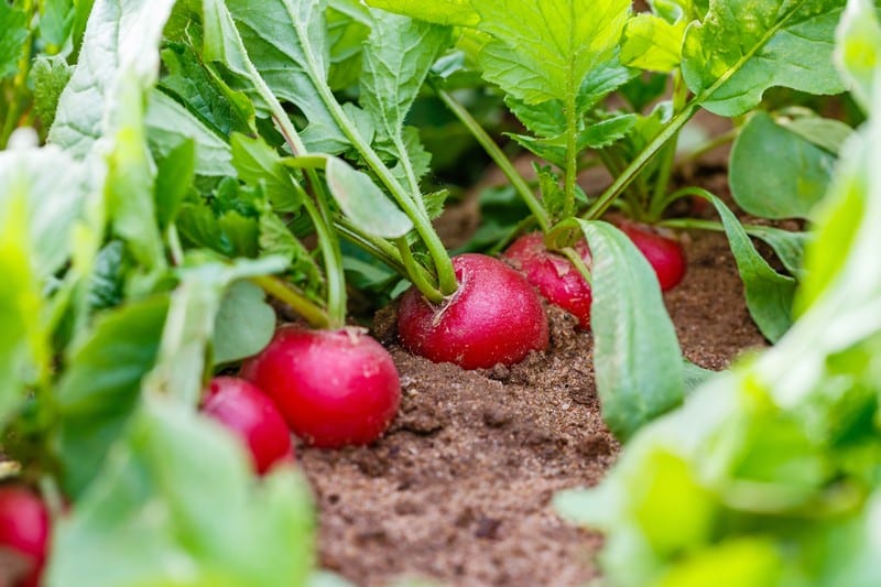 Sodic-and-Sandy-Soil-Charlottesville-VA