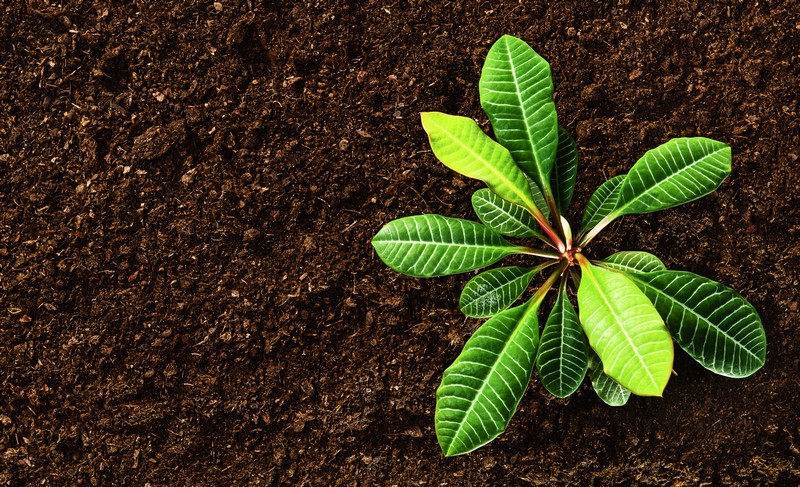 Sodic-and-Sandy-Soil-Houston-TX
