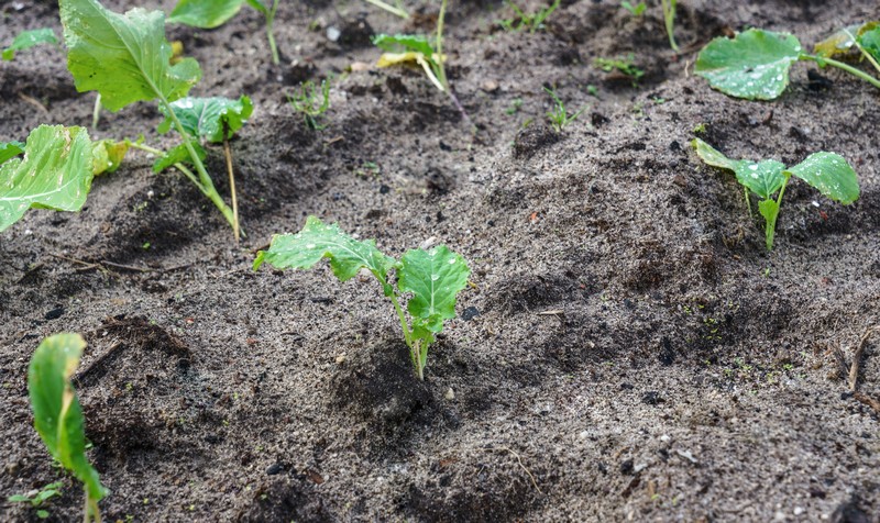 Sodic-and-Sandy-Soil-New-Orleans-LA