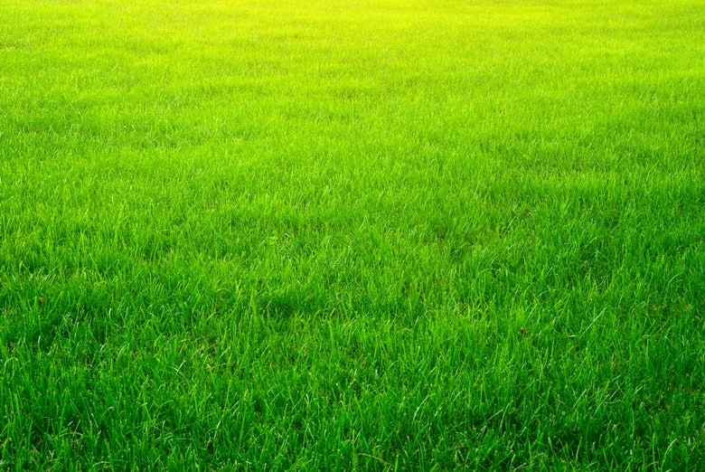 Minneapolis Greens Require Good Soil