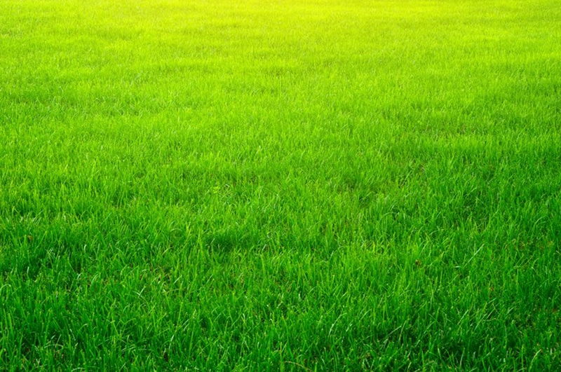 Keep-Grass-Green-During-Water-Restrictions-Colorado-Springs-CO