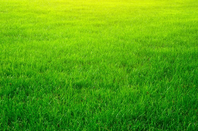 Keep-Grass-Green-During-Water-Restrictions-Scottsdale-AZ