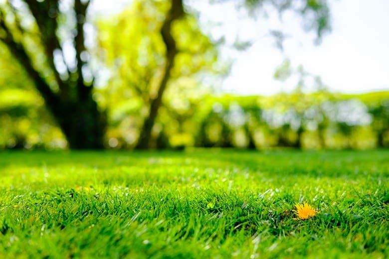 Organic-Gypsum-Treatment-of-Lawn-Fresno-CA