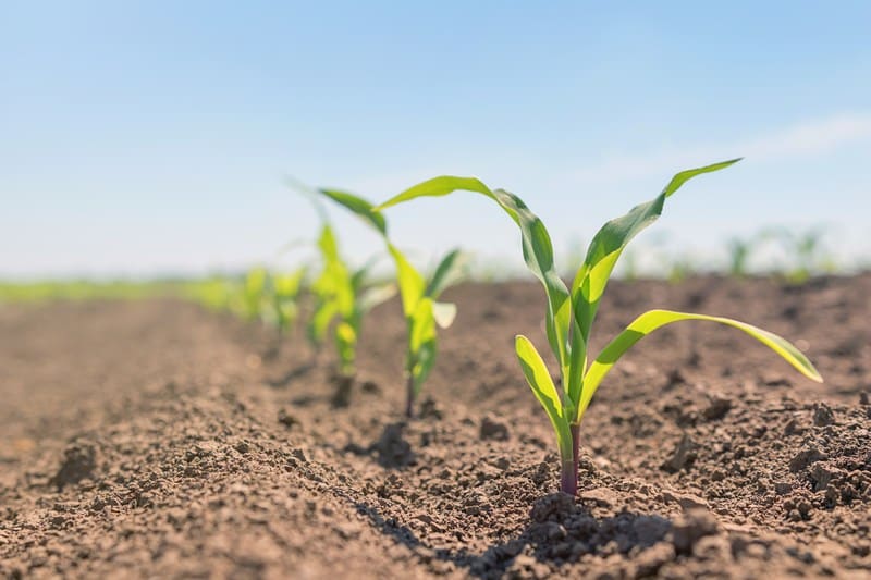 Soil-Health-and-Gypsum-Minneapolis-MN