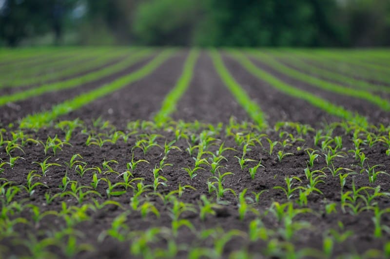 Soil-Health-and-Gypsum-Washington-DC