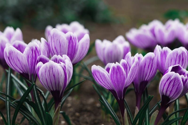 Spring-Planting-Cornell-NY