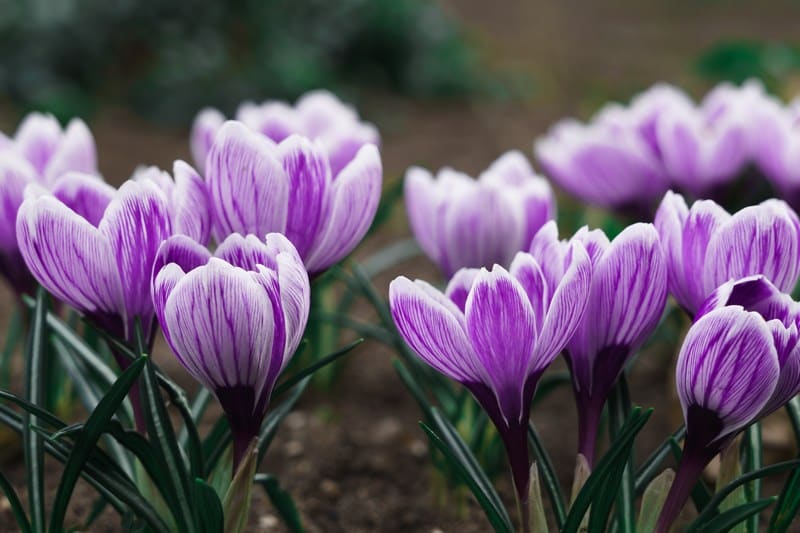Spring-Planting-Grand-Rapids-MI
