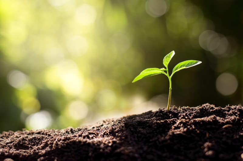 Spring-Planting-Lincoln-NE