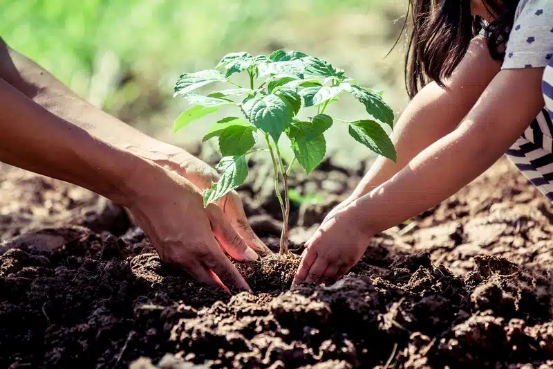 Spring-Planting-Springfield-IL