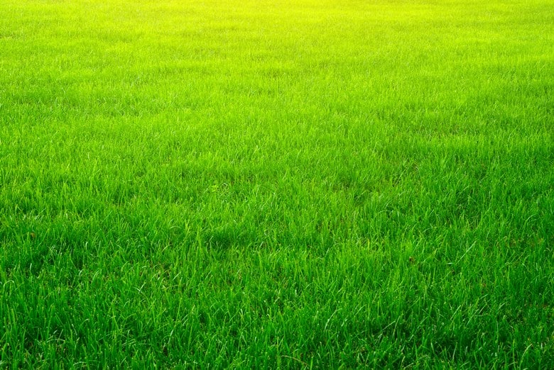 Keep-Grass-Green-During-Water-Restrictions-Lubbock-TX