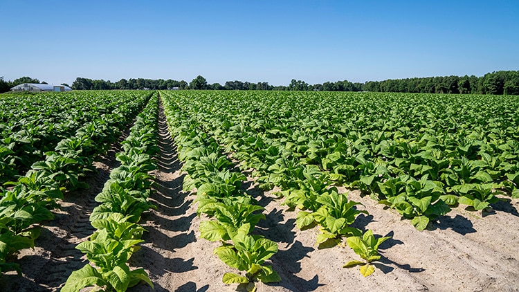 Using Calcium Sulfate Dihydrate to Increase the Calcium and Sulfate in your Tobacco Fields
