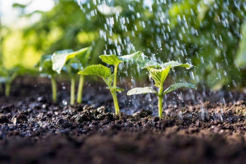 Irrigation-and-Salt-Montgomery-AL