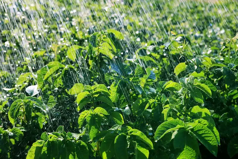 Water-Infiltration-Improvements-Pleasanton-CA