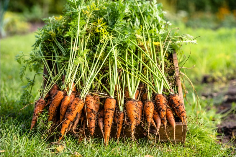 CSD-for-Fall-Soil-Health-Albany-NY