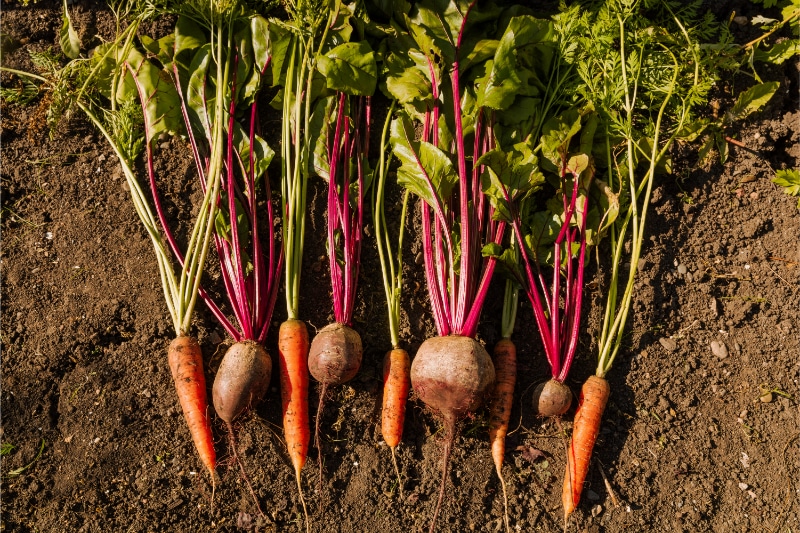 CSD-for-Fall-Soil-Health-Columbia-SC