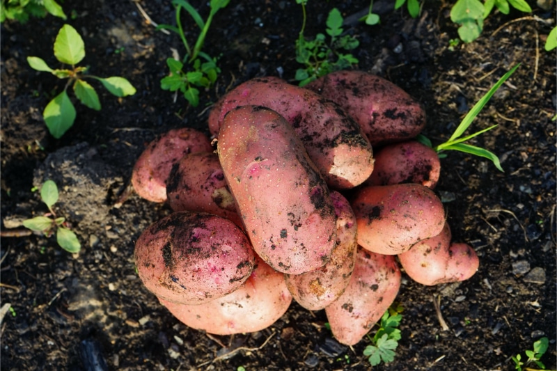Post-Harvest-Soil-Treatment-Fargo-ND
