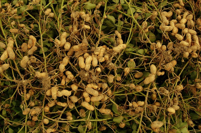Gypsum-for-Peanuts-Auburn-AL