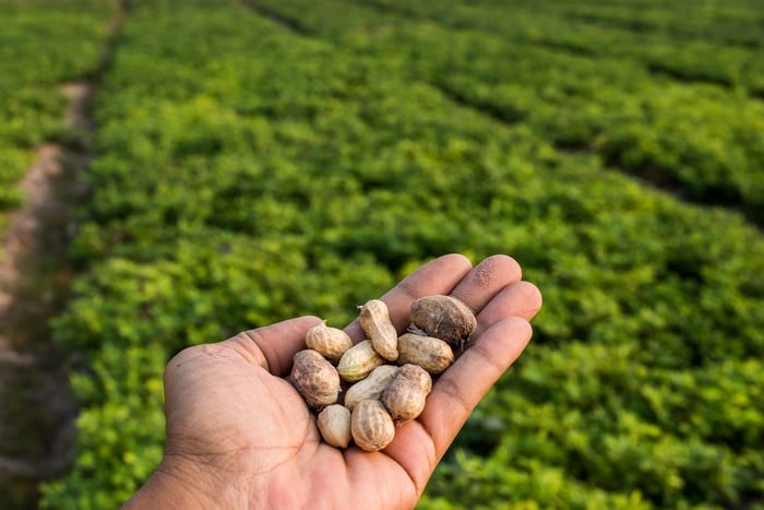 Gypsum-for-Peanuts-Macon-GA