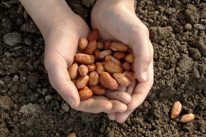 Gypsum-for-Peanuts-Roswell-GA