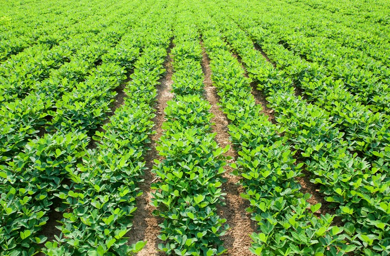 Agricultural-Gypsum-Norwalk-CA