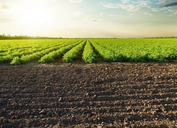 Drought-Issues-In-Soil-Tallahassee-FL