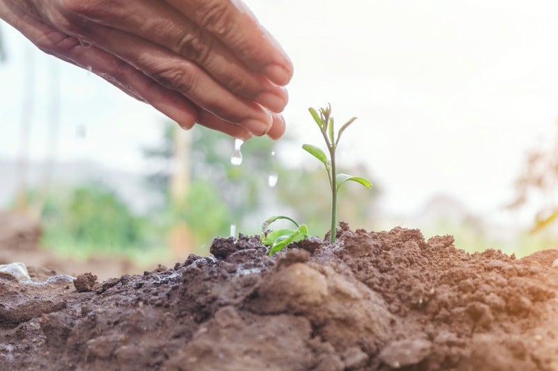 Manage West Wendover Clay in Soil in NV near 89883