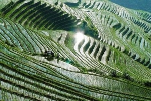 EcoGEM Rice Terrace pic