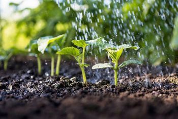 Flagstaff soil erosion remedies in AZ near 86001