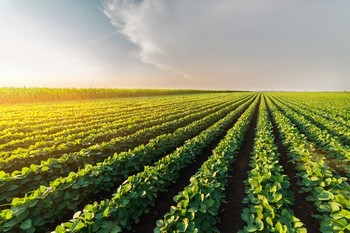 Nurture your soil with Amboy gypsum for agriculture in CA near 92304