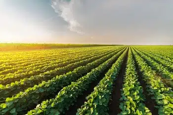 Nurture your soil with Amboy gypsum for agriculture in CA near 92304