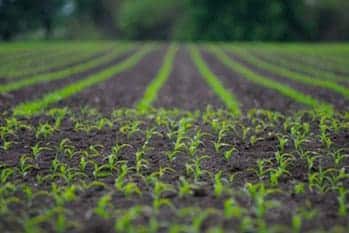 Increase Brighton moisture retention in soil in CO near 80601
