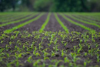 Windsor regeneration for improved crop yields in CO near 80550