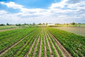 Winnemucca regeneration for improved crop yields in NV near 80550