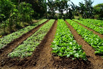 Loveland regenerative agriculture leads to healthy soil in CO near 80538