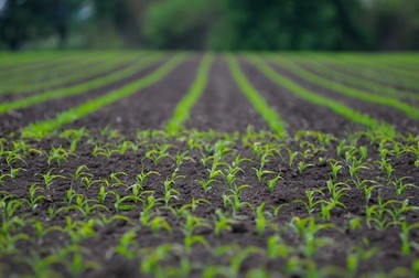 Best Loveland soil conditioner in CO near 80538