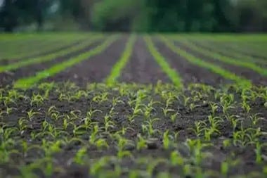 Amboy agricultural gypsum for your crops in CA near 92304