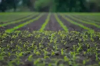 Amboy agricultural gypsum for your crops in CA near 92304