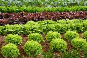 Blythe agricultural gypsum for healthier soil in CA near 92225