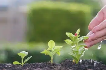 Best Blythe gypsum for soil in CA near 92225